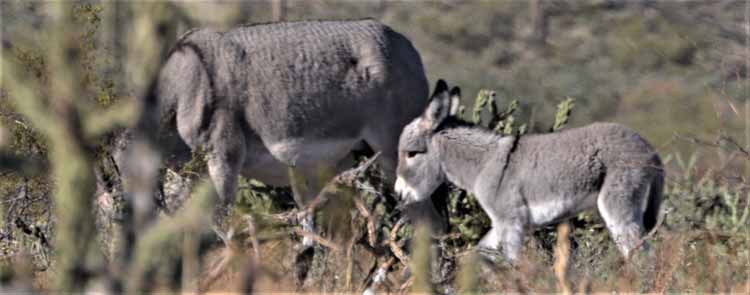 burros